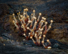 Nectria pseudotrichia