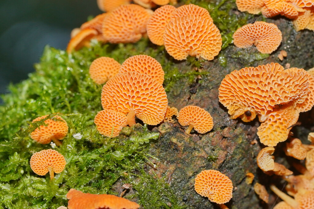 orange pore fungus from Melbourne VIC, Australia on May 12, 2024 at 05: ...