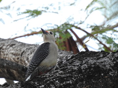 Melanerpes aurifrons dubius