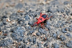 Probergrothius sanguinolens