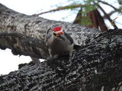 Melanerpes aurifrons dubius