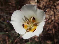 Calochortus dunnii