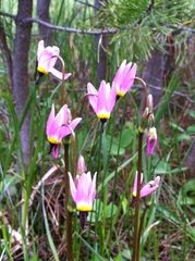 Primula jeffreyi