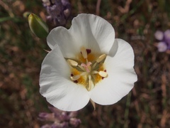 Calochortus dunnii