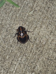 Cyclocephala deceptor