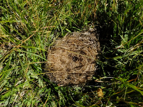 iNaturalist observation photo of Meadow Voles