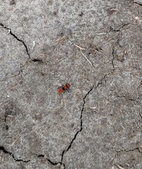 Pseudomethoca anthracina