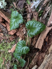 Rubus nivalis