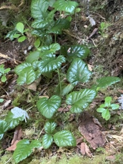 Rubus nivalis