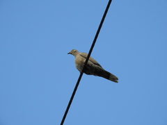 Streptopelia decaocto