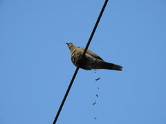 Streptopelia decaocto
