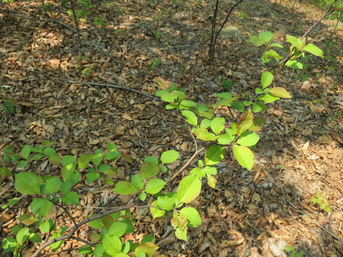 Manchurian crab apple (Malus mandshurica)