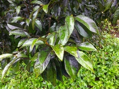 Ficus pumila awkeotsang