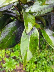 Ficus pumila awkeotsang