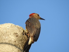 Melanerpes aurifrons dubius