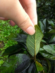 Ficus pumila awkeotsang