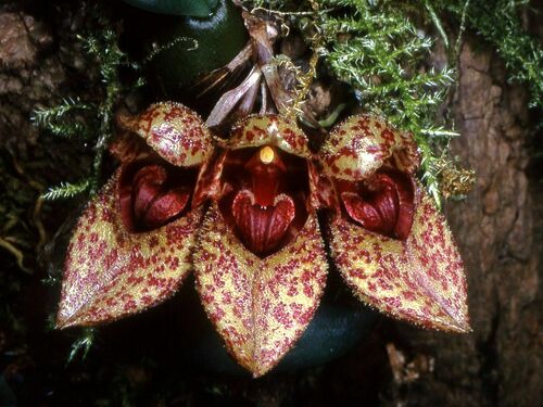 Frost's Bulbophyllum