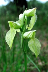 Serapias cordigera