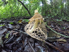 Phallus haitangensis