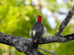Melanerpes aurifrons dubius