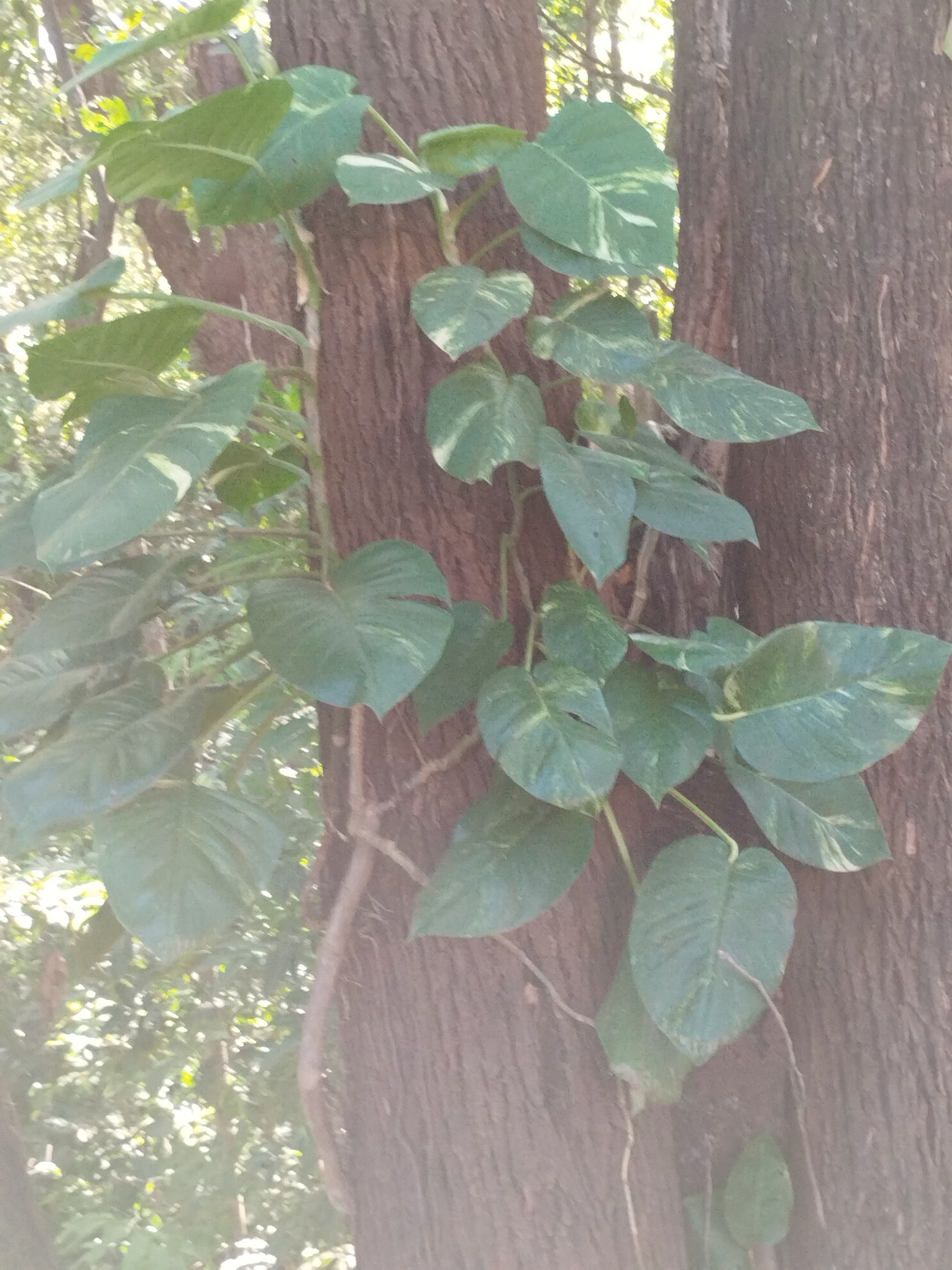 Epipremnum aureum