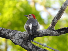 Melanerpes aurifrons dubius