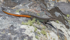 Chimanimani Flat Lizard photo 4