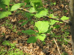 Crataegus maximowiczii