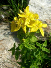 Hypericum maculatum maculatum