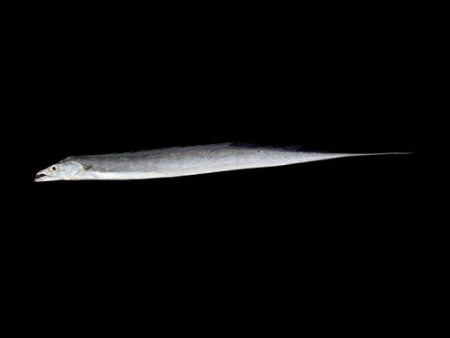 Largehead Hairtail