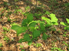 Crataegus maximowiczii