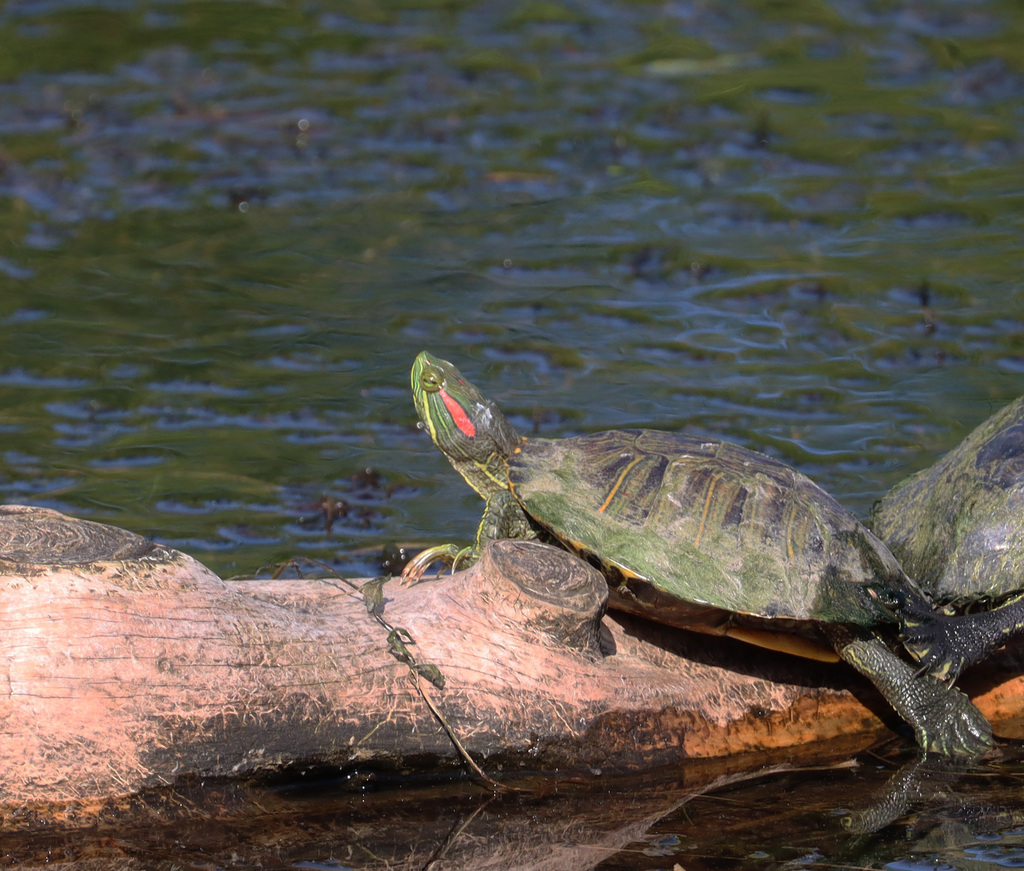 Pond Slider from Setauket- East Setauket, NY, USA on May 21, 2024 at 04 ...