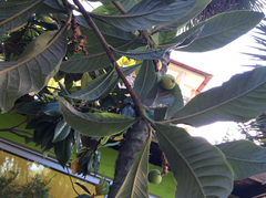 Magnoliopsida