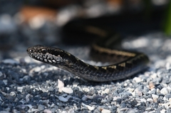 Fernandina Racer photo 2
