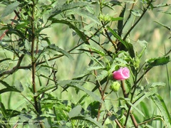 Hibiscus striatus