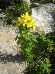 Hypericum maculatum maculatum