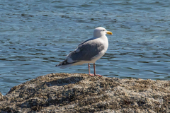 Larus glaucescens × occidentalis
