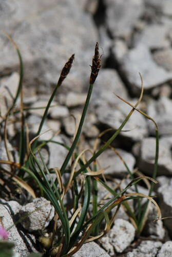 Carex rupestris