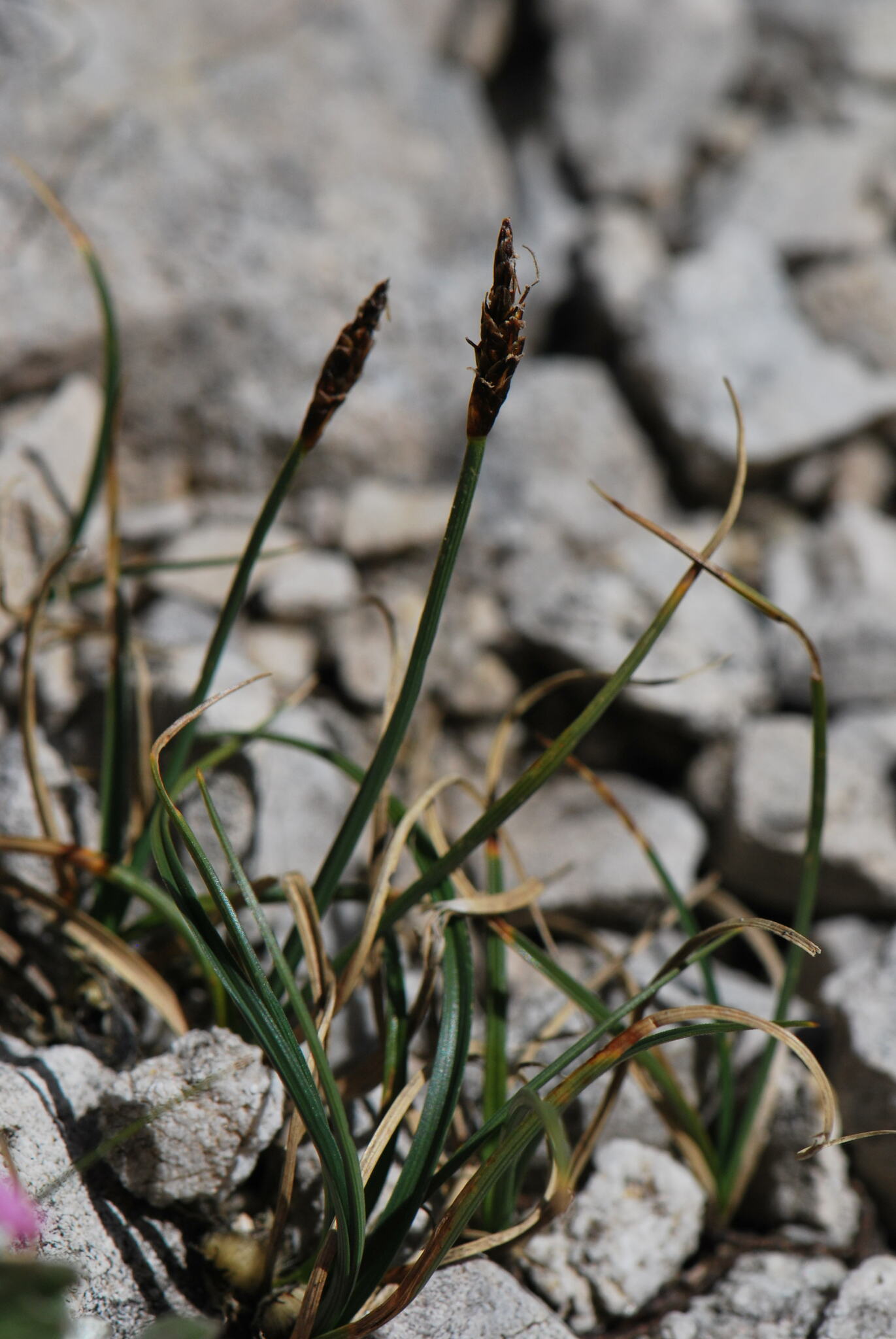 Carex rupestris