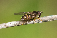Dasysyrphus intrudens