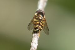 Dasysyrphus intrudens