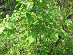 Rhamnus davurica