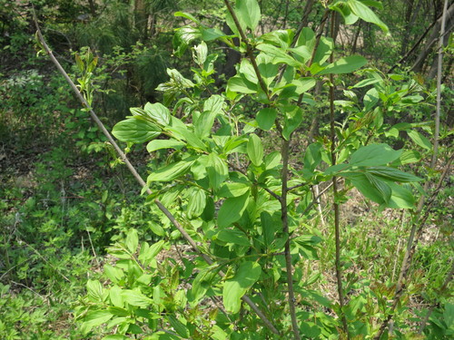 Image of Rhamnus davurica by (c) Repina Tatyana, some rights reserved (CC BY)
