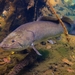Ruddy Bowfin - Photo (c) Phil's 1stPix, some rights reserved (CC BY-NC-SA)