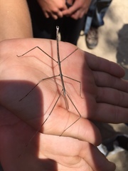 Pseudosermyle straminea