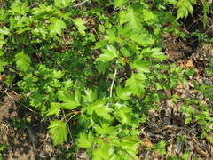 Crataegus pinnatifida