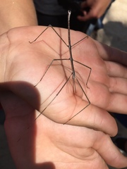 Pseudosermyle straminea