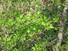 Crataegus pinnatifida