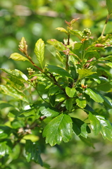 Crataegus × cogswellii