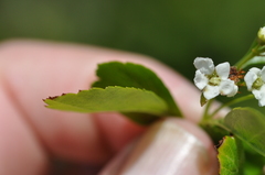 Crataegus × cogswellii